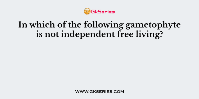 In which of the following gametophyte is not independent free living?