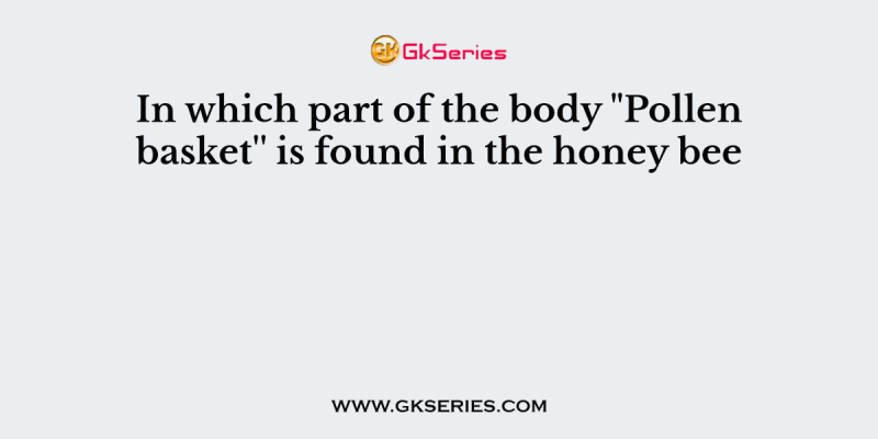In which part of the body “Pollen basket” is found in the honey bee