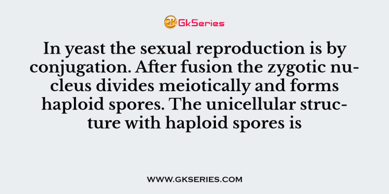In yeast the sexual reproduction is by conjugation. After fusion the zygotic nucleus divides meiotically and forms haploid spores. The unicellular structure with haploid spores is