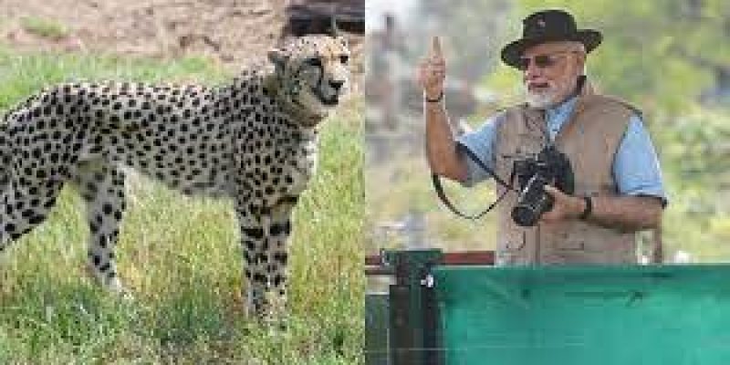 India To Be Home to Cheetahs After 70 Years&nbsp;