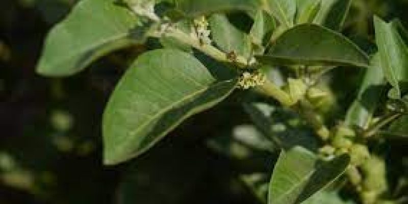 India and UK to conduct clinical trials of ‘Ashwagandha’