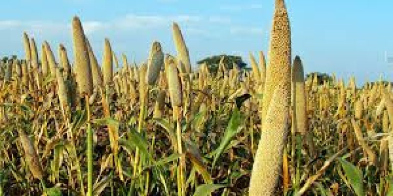India began exports of organic millets grown in Himalayas to Denmark