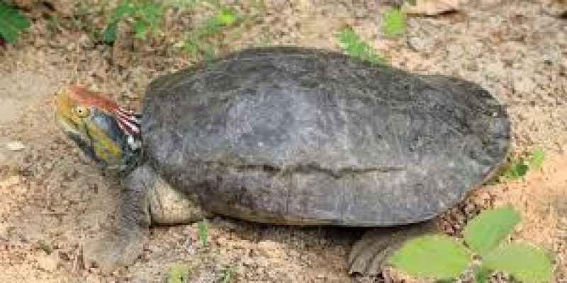 India is facing threats to its native Freshwater Turtles