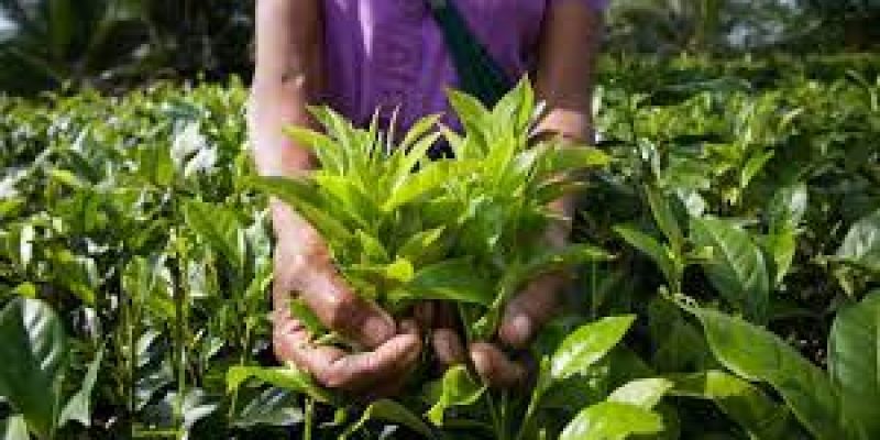 India is now in the category of world’s top agricultural exporters