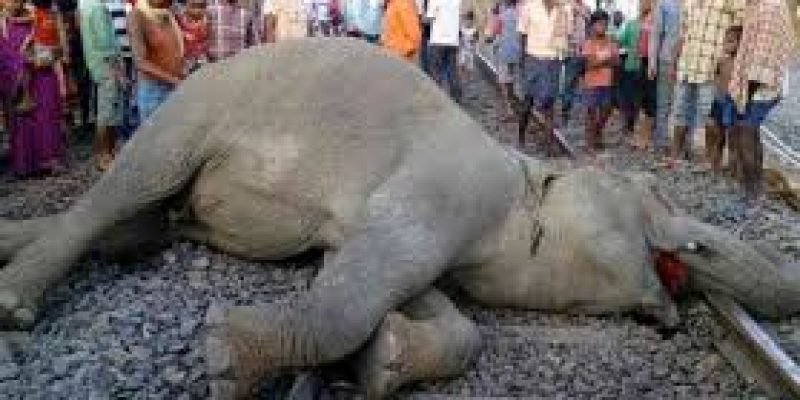 India loses 186 elephants to Railways in 10 years