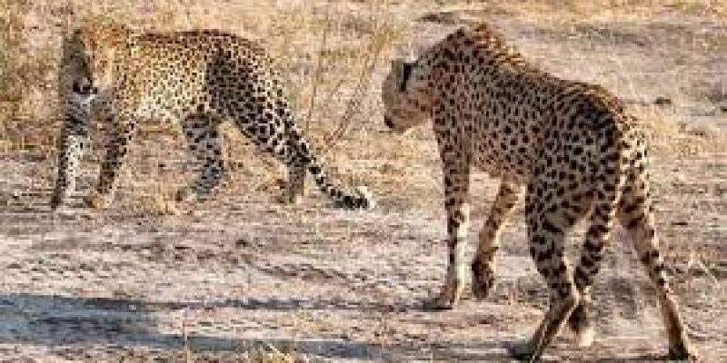 India to get more than 100 Cheetahs from South Africa