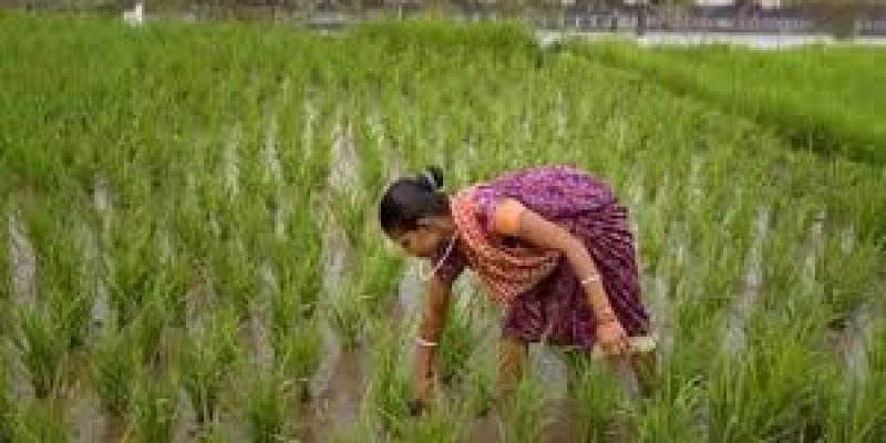 Indian Agriculture contributes to green shoots of the Indian Economy