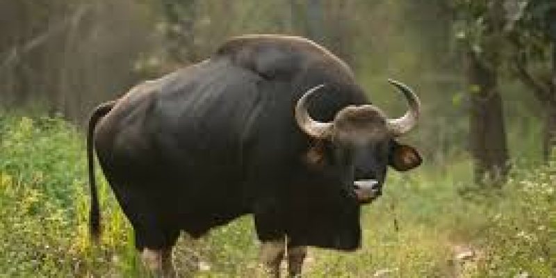 Indian Gaur