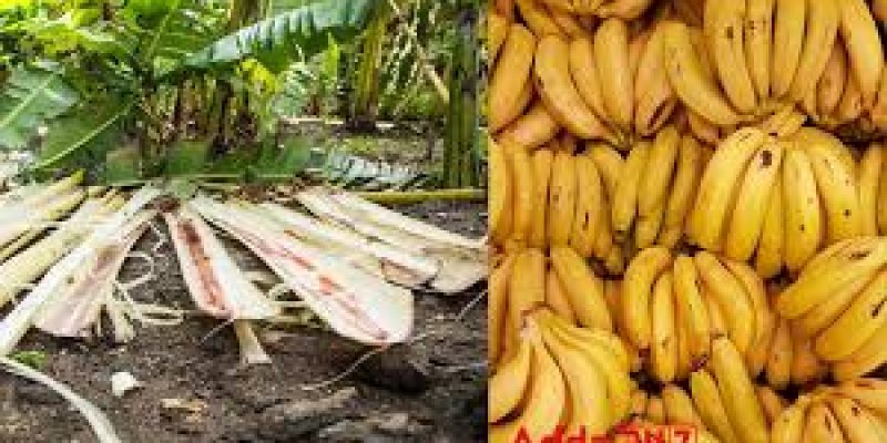 Indian Scientists Create Eco Wound Dressings With Banana Fibers