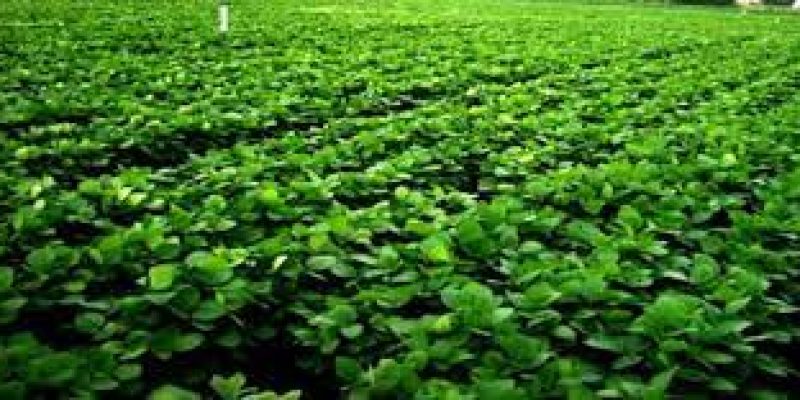 High-yielding and pest-resistant variety of soybean