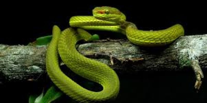 Indian herpetologists discover new viper species in Arunachal Pradesh
