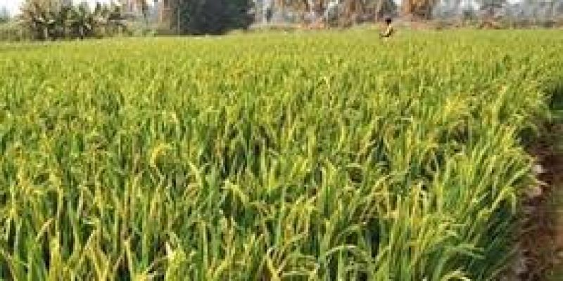 Indian researchers explored new possibilities to increase paddy yield