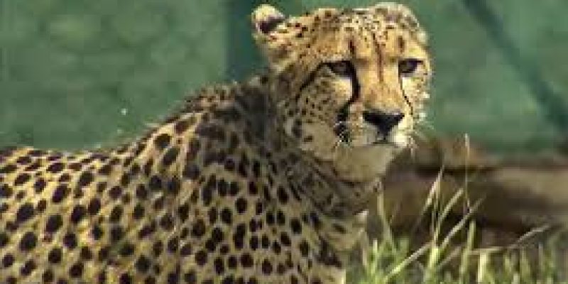 India’s First Inter-State Cheetah Corridor Set to Span Madhya Pradesh and Rajasthan