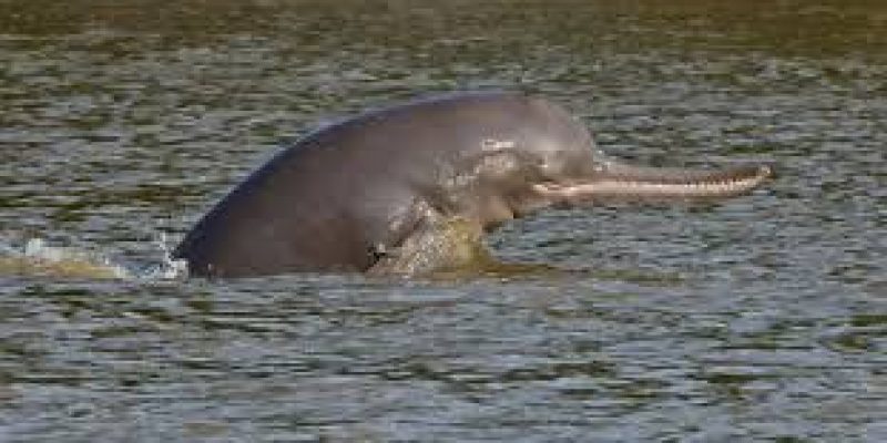 India’s First River Dolphin Population Survey: Key Findings