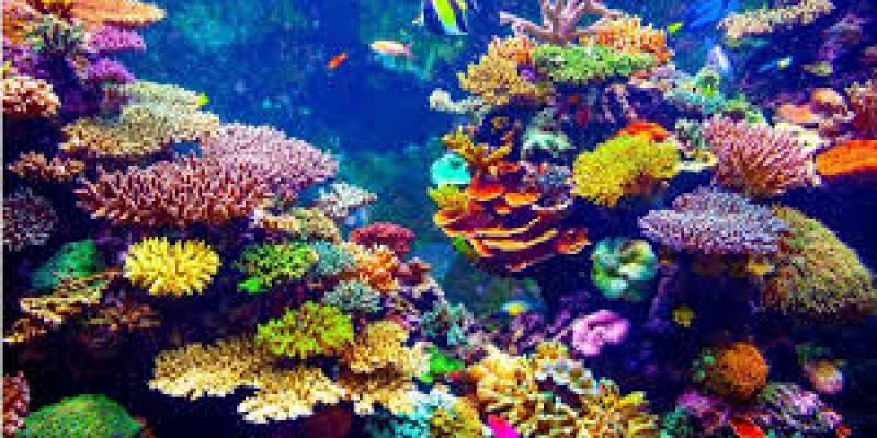 India’s First Underwater Museum to Be Built Around INS Guldar in Maharashtra
