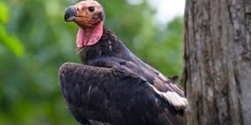 India’s First Vulture Knowledge Portal Launched in Assam