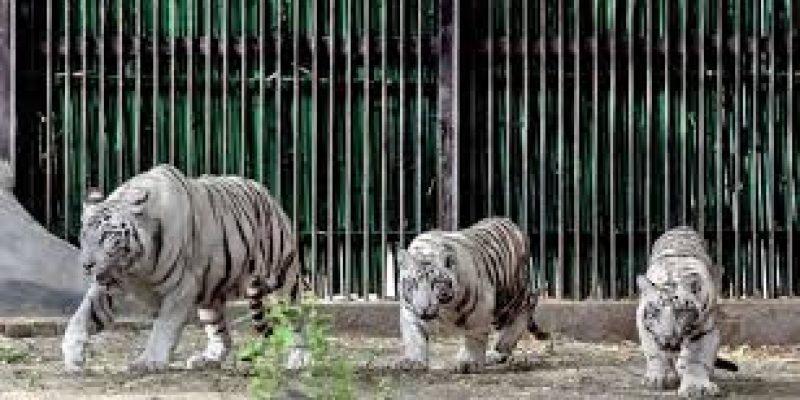 India’s First White Tiger Breeding Centre Approved in MP