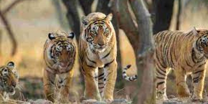 India’s Tiger Population Reaches 3,925 with 6.1% Annual Growth Rate, Holds 75% of Global Wild Tiger Population