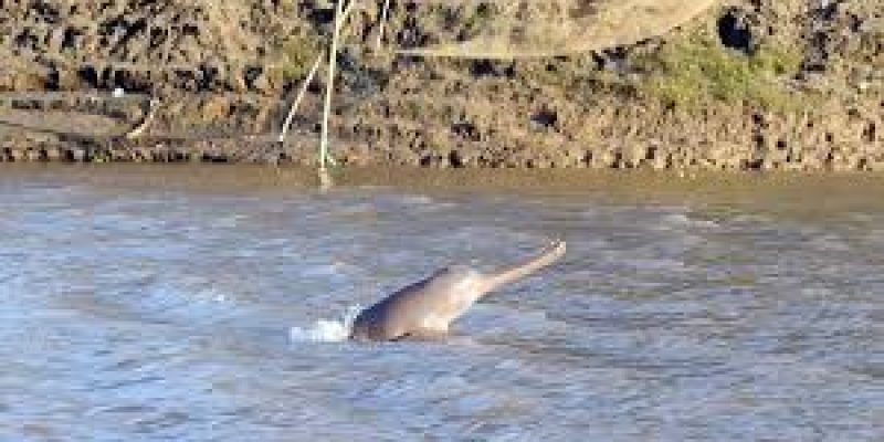 India’s 1st Dolphin Research Centre Inaugurated In Patna