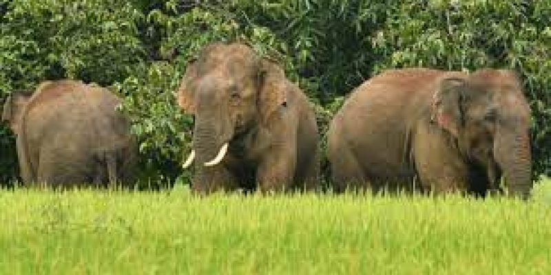 India’s first elephant death audit framework introduced by Tamil Nadu