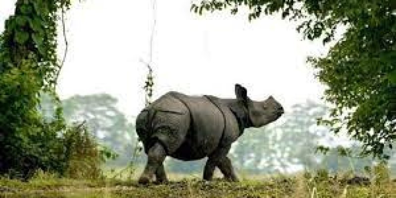 India’s first national park to be equipped with satellite phones