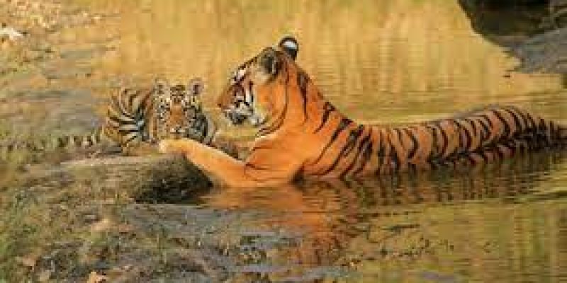 Project Tiger: India’s tiger population was 3,167 in 2022
