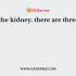 How many nephrons are present in each kidney?