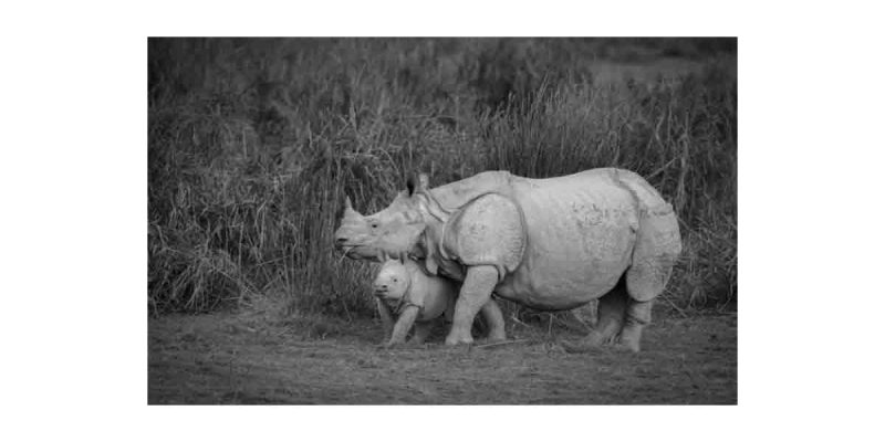 Inter-State Wildlife Exchange — Assam and Madhya Pradesh