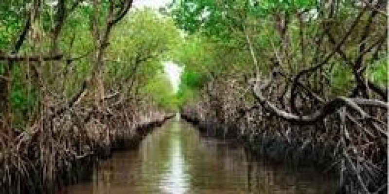 International Day for the Conservation of the Mangrove Ecosystem 2023