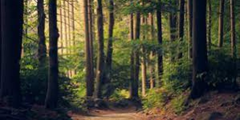 International Day of Forests 2021