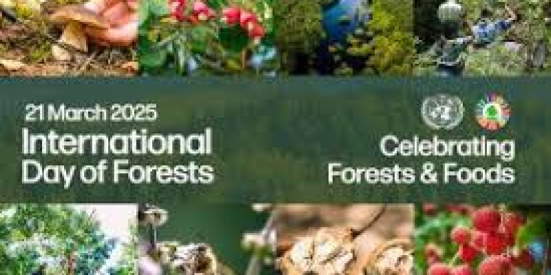 International Day of Forests 2025: Significance, Theme