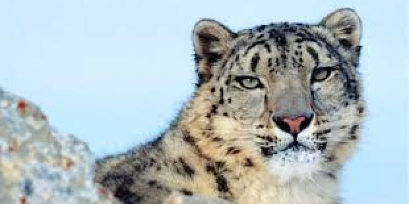 International Snow Leopard Day 2020