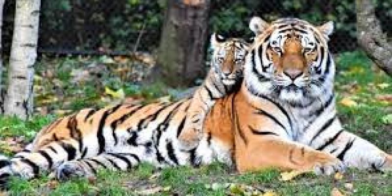 International Tiger Day 2021