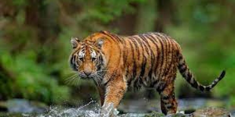 International Tiger Day 2023: Date, Significance, and History