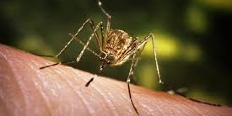 Japanese Encephalitis