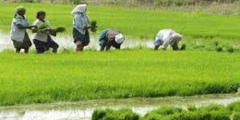 KCC campaign launched for 1.5 crore dairy farmers