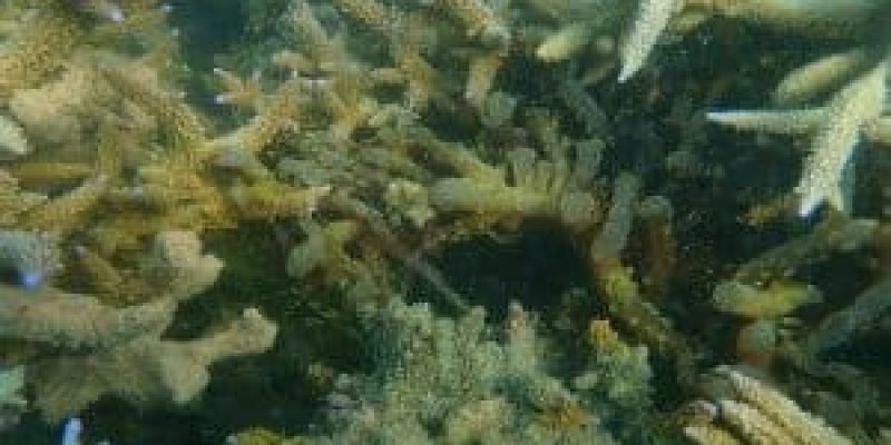 Kappaphycus alvarezii seaweed spreads to coral reef areas in Valai island in GoM