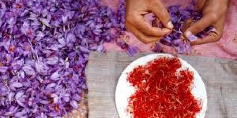 Kashmiri saffron received GI tag