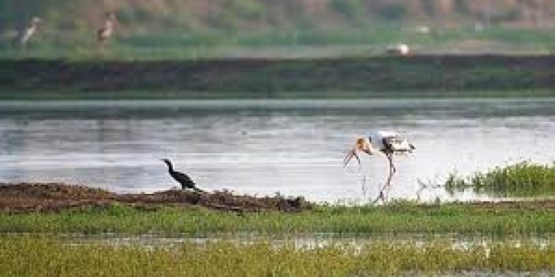 Kaziranga National Park records 96 species of wetland birds