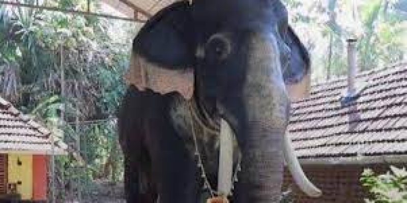 Kerala temple deploys life-size ‘robotic elephant’ for festival