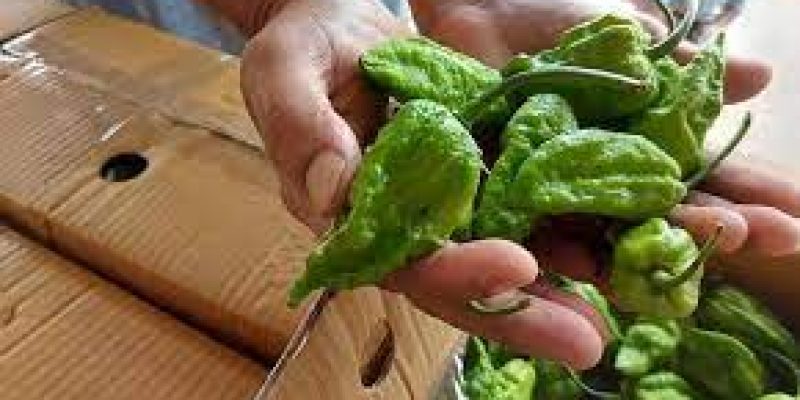 King Chilli ‘Raja Mircha’ from Nagaland exported to London for the first time