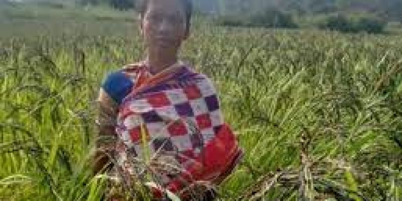 Koraput Kalajeera Rice Gets GI Tag