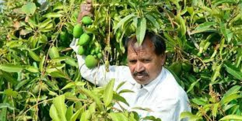 Kota farmer develops mango variety that bears fruits round the year