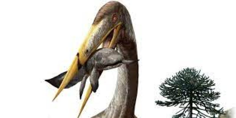 Largest ever flying creatures had longer necks than giraffes