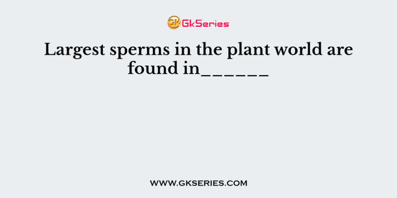 Largest sperms in the plant world are found in______
