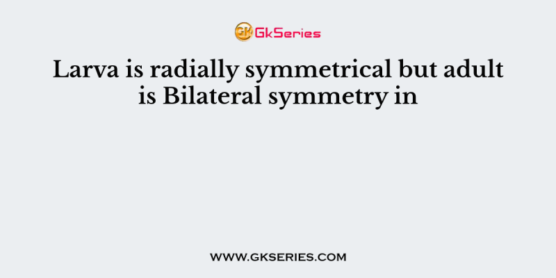 Larva is radially symmetrical but adult is Bilateral symmetry in