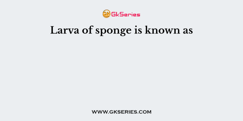 Larva of sponge is known as