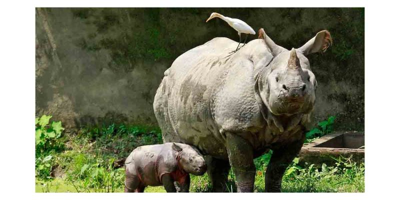 Late Holocene Migration of the One-Horned Rhinoceros to Northeast India