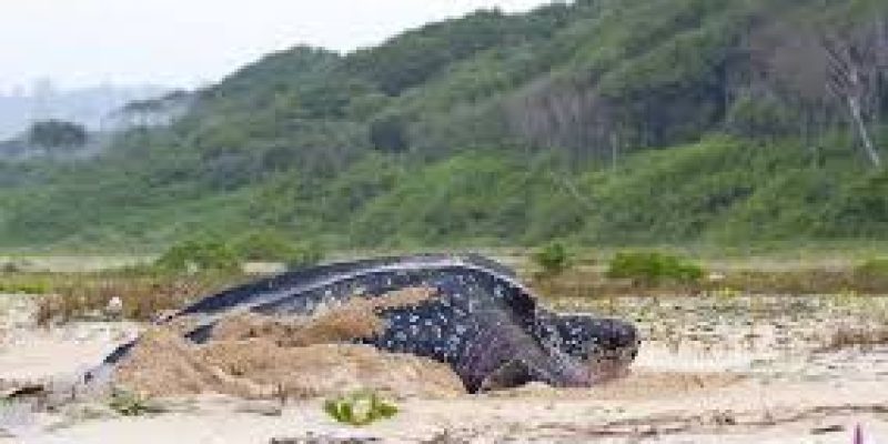 Leatherback nesting sites could be overrun by Andamans project