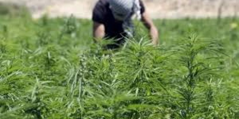 Lebanon legalizes cannabis farming in the country